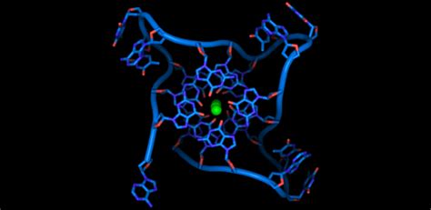 Quadruple helix form of DNA may aid in the development of targeted ...