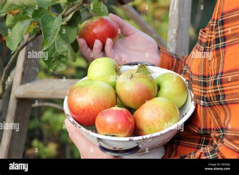 Apple Tree Ladder Bramleys Hi Res Stock Photography And Images Alamy