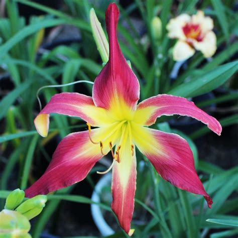 Spider Daylilies Beautiful Daylilies In Australia For Sale Decadent