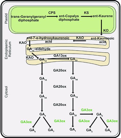 The Gibberellins Biosynthesis Pathway In Higher Plants The Cellular