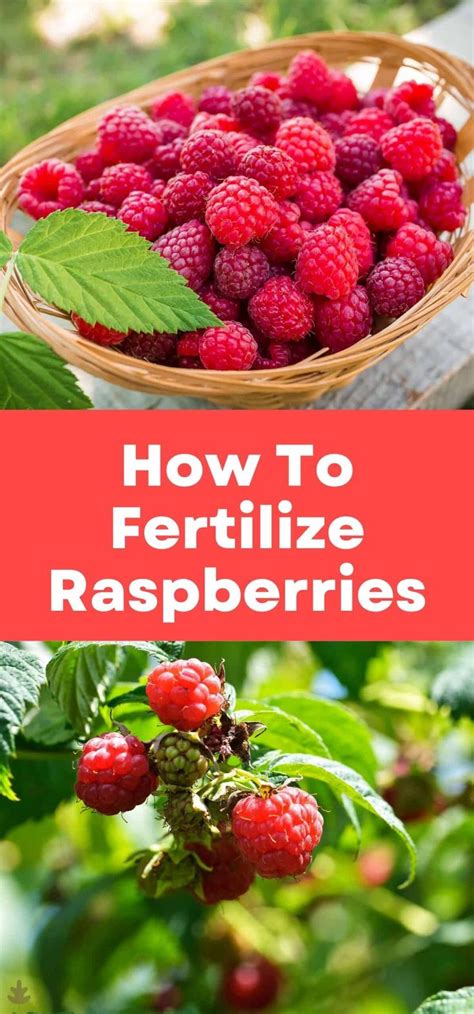 Raspberry Fertilizer Growing Raspberries Food Garden Gardening Raspberries