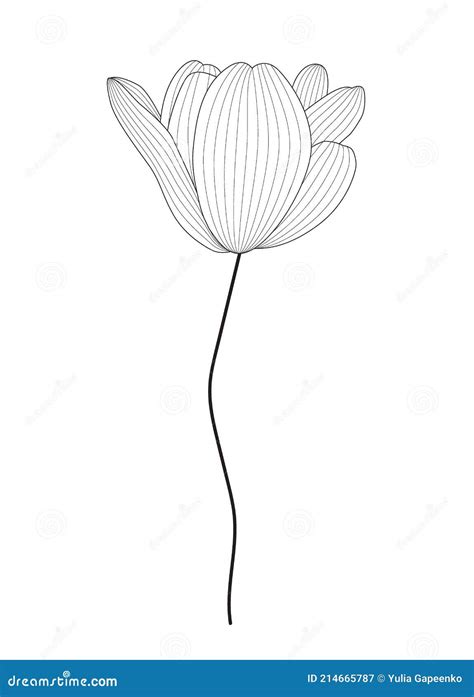 Drawn Black And White Tulip By Contour Line Vector Illustration Stock