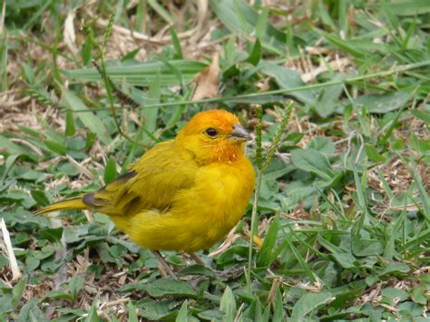 Saffron Finch Sicalis Flaveola Canario Coronado Saffro Flickr