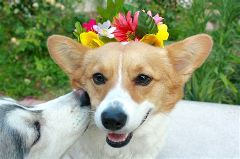 Love, Nessa: DIY: Dog Flower Crown