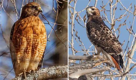 Red-Shouldered Hawk vs Red-Tailed Hawk: 10 Differences - Bird Guidance