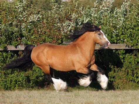 Gypsy Vanner Horse Breed Profile