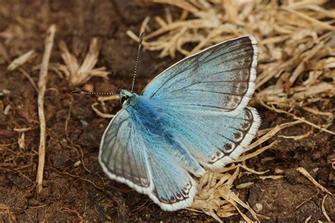 Vroege Vogels Foto Geleedpotigen Bleek Blauwtje