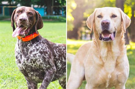 German Shorthaired Pointer Mixes PupVine