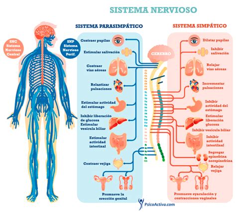 Sistema Nervioso Mind Map