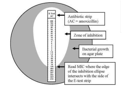 Microbio Ch 14 Flashcards Quizlet