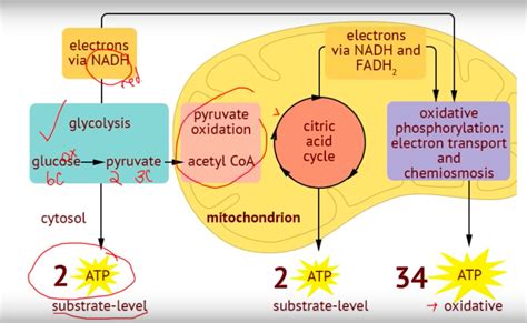 8 2 Cellular Respiration The Mad Scientist