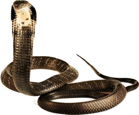 Imagem Transparente De Cobra Cobra Png Png Mart