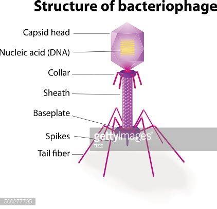 Structure Of Virus Bacteriophage Stock Clipart Royalty Free Freeimages