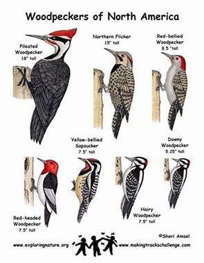 Michigan Birds Identification Chart