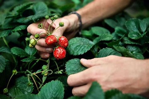 Everbearing Strawberry A Guide To Growing And Harvesting Expert Tips Updated September 2024