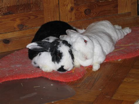 Bonding Rabbits New Mexico House Rabbit Society