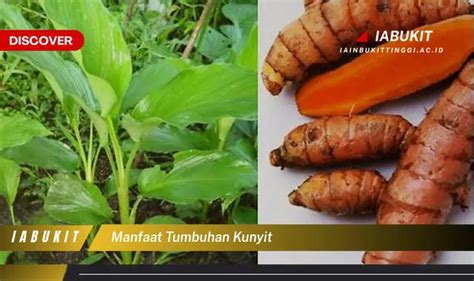 Temukan 7 Manfaat Kunyit Yang Wajib Kamu Ketahui Discover