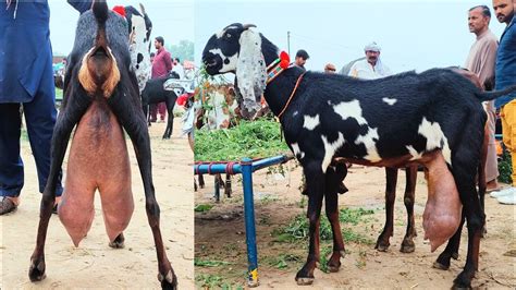 Best Milking Goats In Sahiwal Bakra Mandi A Plus Milking Goats