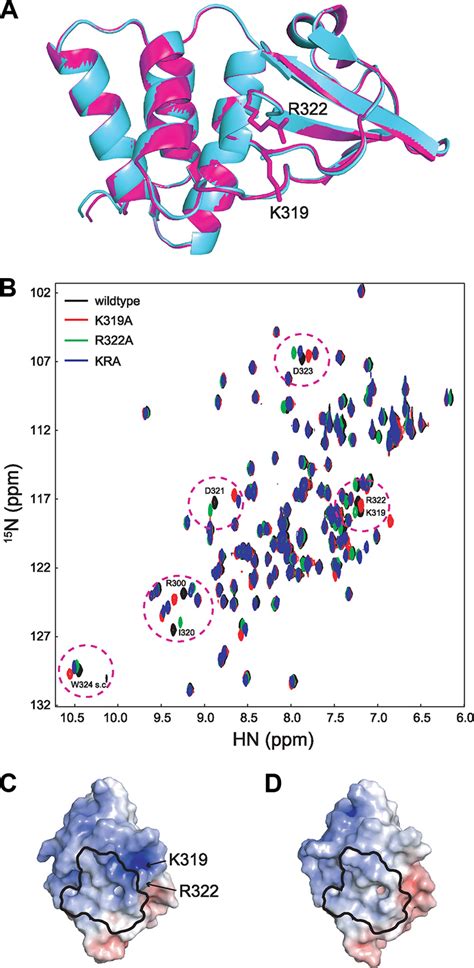 Mutation Of K And R Does Not Significantly Alter The Structure Of