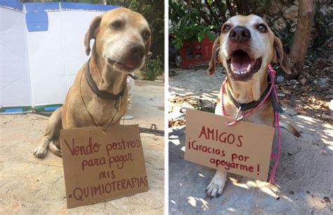 Cachorro C Ncer Vendeu Sobremesas Para Pagar Sua Quimioterapia E Em