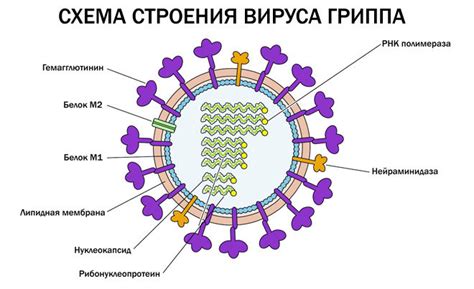 Грипп: симптомы и лечение у взрослых и детей