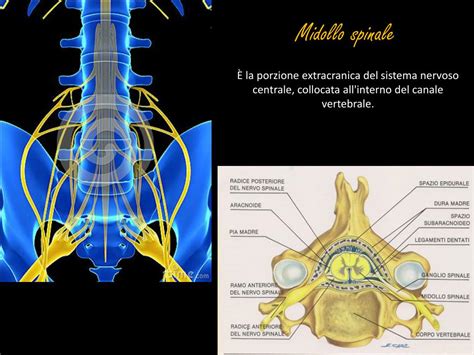 PPT IL SISTEMA NERVOSO E IL MORBO DI PARKINSON PowerPoint