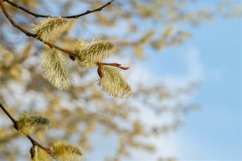 Flowering Pussy Willow Branches In Early Spring Stock Photo Image Of Beautiful Branches