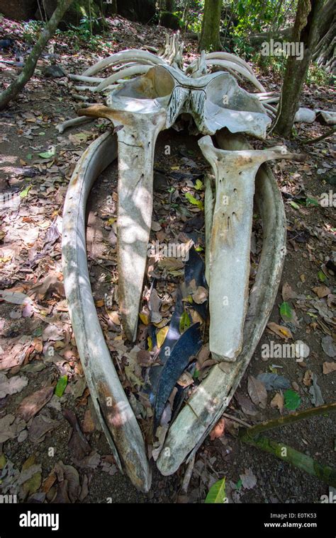 Baleen Whale Skeleton Hi Res Stock Photography And Images Alamy