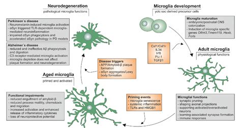 Microglial Cells Function