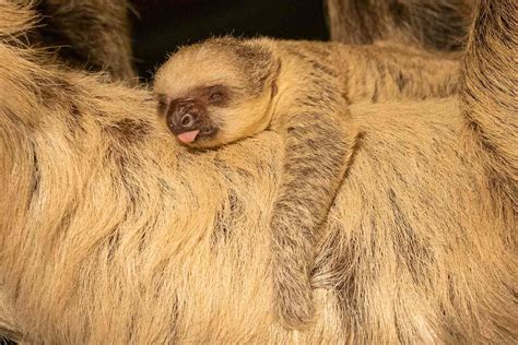 baby sloth born  years day   london zoo