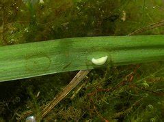 Naturdetektive für Kinder naturdetektive de Kammmolch