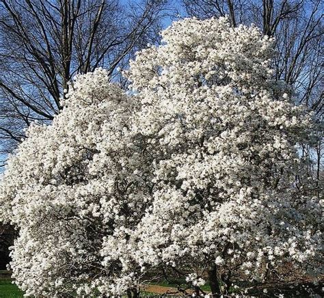 19 Beautiful Dwarf Ornamental Trees For Containers And Small Gardens