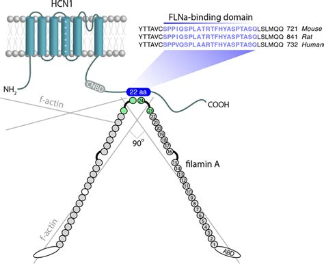 Structure And Interaction Of FLNa And HCN1 Channels HCN1 Channels