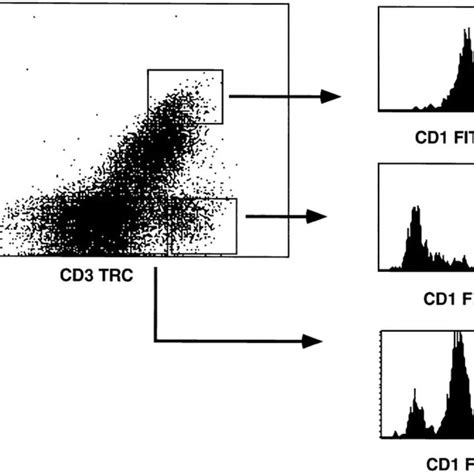 CD1a expression on CD3TCR αβ and CD3TCR αβ TCR γδ cells