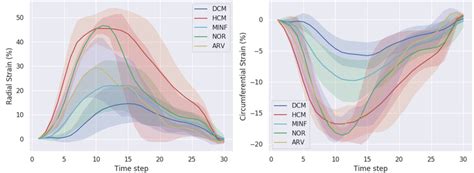 Radial And Circumferential LV Myocardial Strain Curves Estimated On