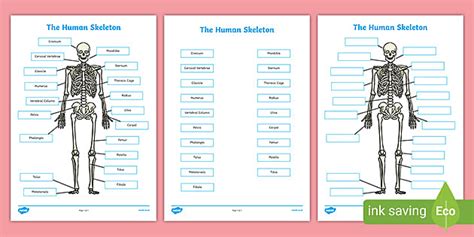 Blank Skeleton Diagram To Label