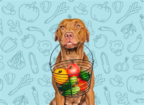 Qu Verduras Pueden Comer Los Perros Nutricione