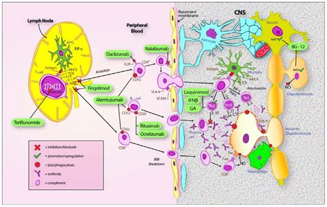 Ijms Free Full Text What Do Effective Treatments For Multiple Sclerosis Tell Us About The