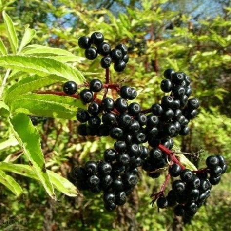 Бузина черная (корень). Купить, узнать свойства и способы применения.