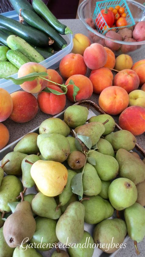 Bartlett Pears - Garden Seeds and Honey Bees