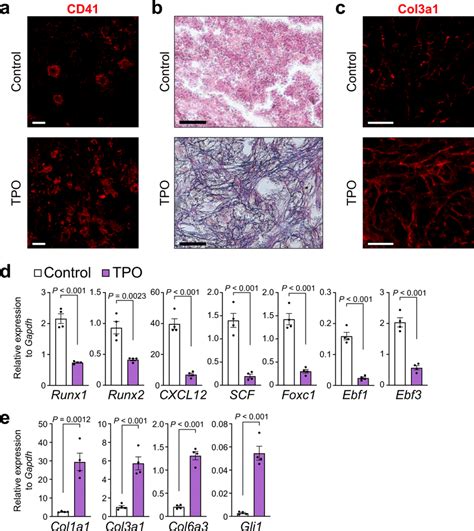 Expression Of Runx And Runx Is Decreased In Car Cells In The Pmf