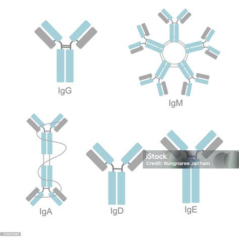 Klasifikasi Isotipe Imunoglobulin Yang Menunjukkan Struktur Igg Igm Iga