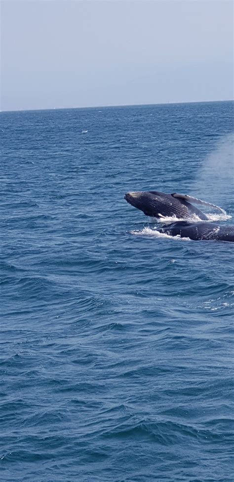 Whale watching Puerto vallarta | Puerto vallarta, Puerto vallarta mexico, Whale watching