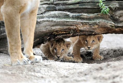 Lion cubs play at the zoo in Germany