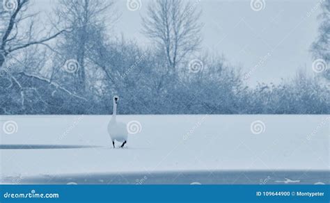 Swans in Winter. Beautiful Bird Picture in Winter Nature with Snow ...