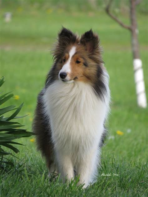 Welcome To Aberdale Shelties Quality Breeder Of Registered Shetland