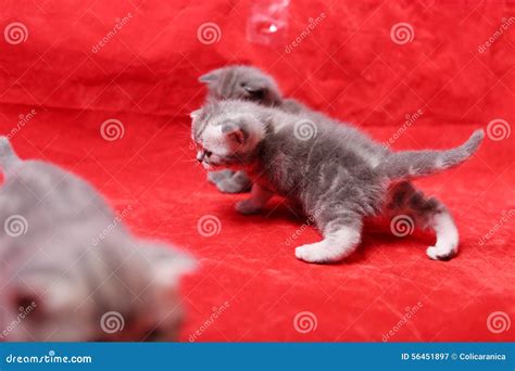 Baby kittens playing stock image. Image of love, born - 56451897