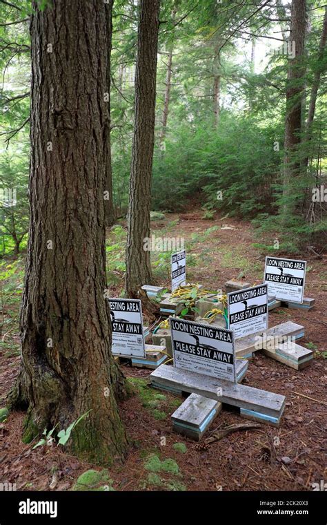 Protected Loons Nesting Area With Warning Signs In The Forest Of Lowell