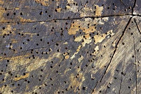 Wood-Boring Beetles: What to Look For | Step-By-Step Insepction Guide