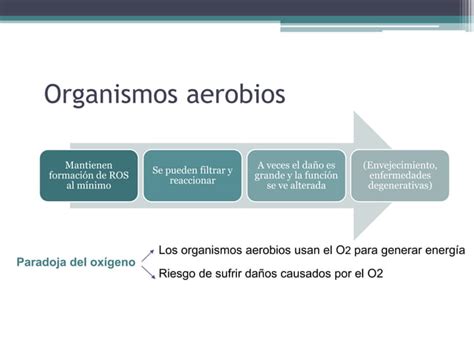 Cadena Respiratoria Y Fosforilacion Oxidativa Ppt